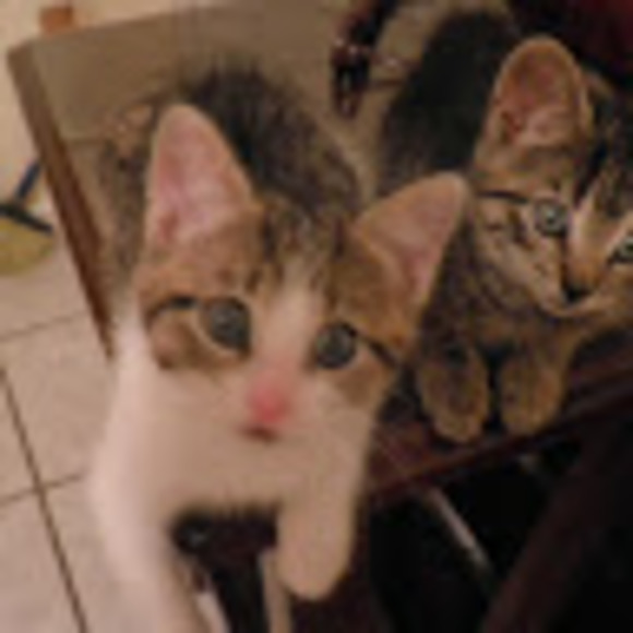 Meet your Posher, Karima - Picture 1 of 1